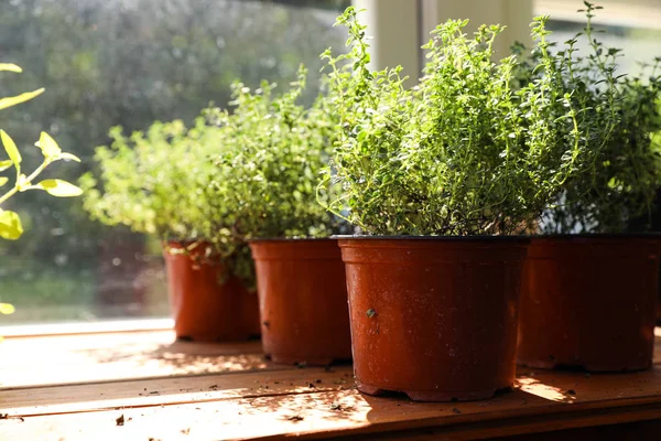 Färska krukväxter hemma på trä tröskel nära fönster, utrymme för text — Stockfoto