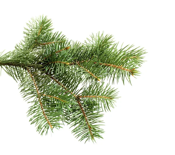 Zweige des Weihnachtsbaums auf weißem Hintergrund — Stockfoto