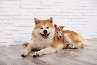 Sevimli Akita Inu köpek ve köpek yavrusu kapalı katta