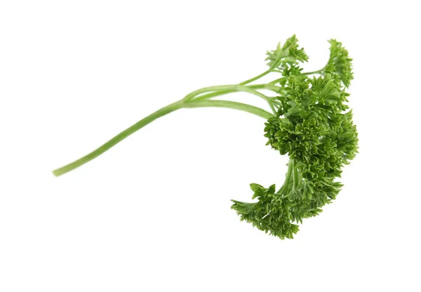 Świeży zielony organiczny pietruszka na białym tle — Zdjęcie stockowe