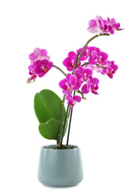 Beautiful tropical orchid flower in pot on white background clipart