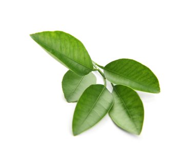 Narenciye yaprağı dalı beyaz izole