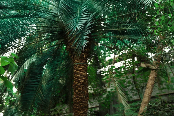 Různé tropické rostliny se zelenými listy v botanické zahradě — Stock fotografie