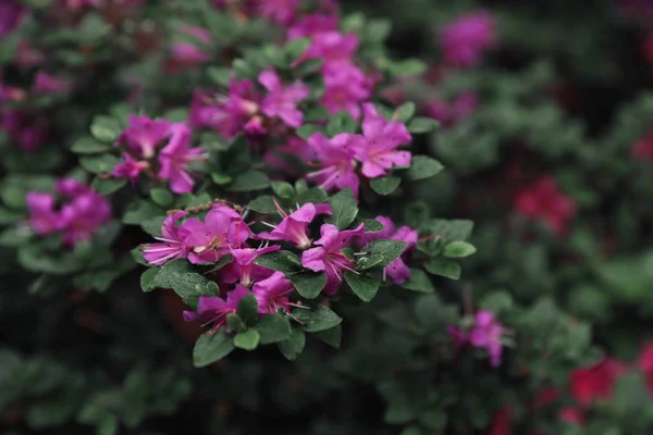 Flores tropicais minúsculas bonitas no jardim botânico, close-up — Fotografia de Stock