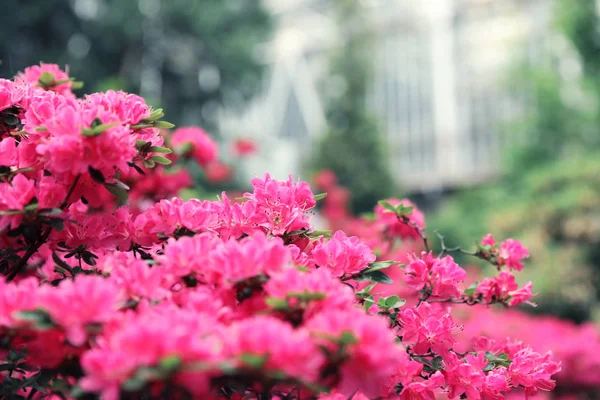 Belles fleurs tropicales minuscules dans le jardin botanique, gros plan — Photo