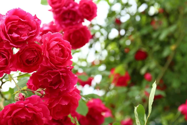 녹색 정원에서 아름다운 꽃 장미, 클로즈업보기. 텍스트를 위한 공간 — 스톡 사진