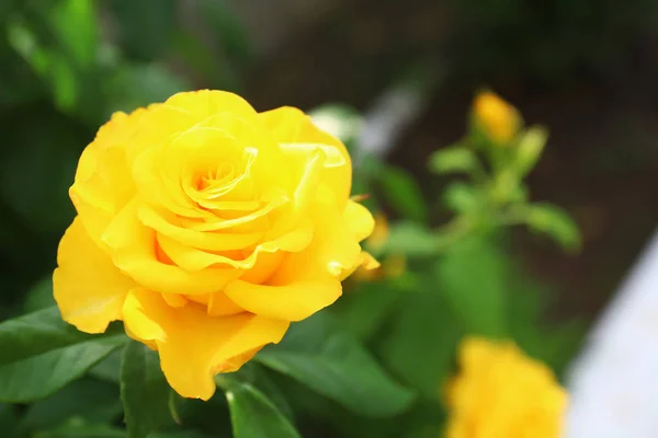 Beautiful blooming yellow rose in garden on summer day, closeup. Space for text — Stock Photo, Image