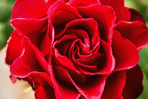 여름날, 정원에서 아름다운 피는 빨간 장미, 클로즈업 — 스톡 사진