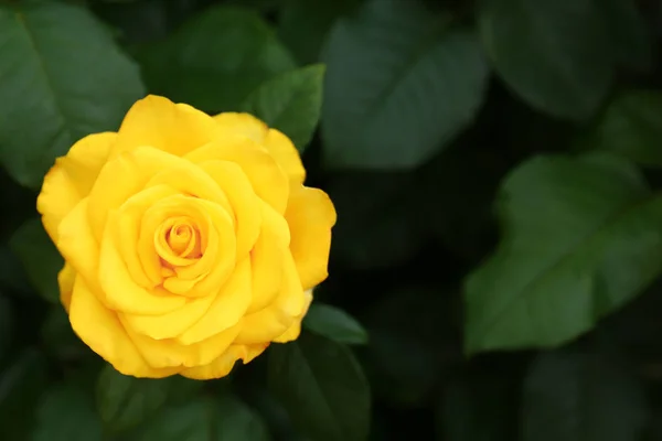 Hermosa rosa amarilla floreciente en el jardín en el día de verano. Espacio para texto — Foto de Stock