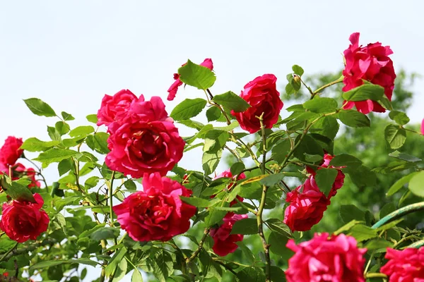 Πράσινο θάμνο με όμορφα ανθισμένα τριαντάφυλλα στον κήπο την ηλιόλουστη μέρα — Φωτογραφία Αρχείου