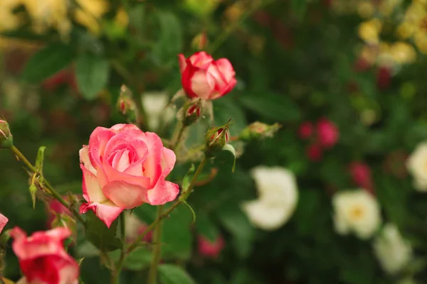 Lindas rosas florescendo no jardim no dia de verão, espaço para texto — Fotografia de Stock