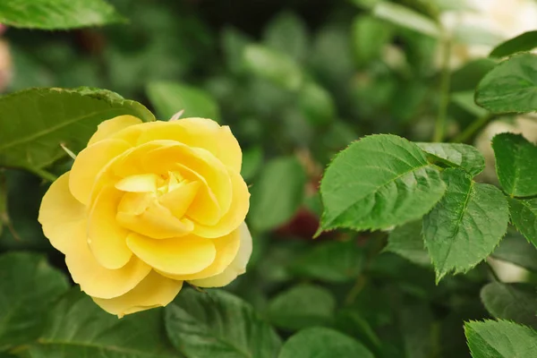 Schöne blühende gelbe Rose auf Sommergarten — Stockfoto