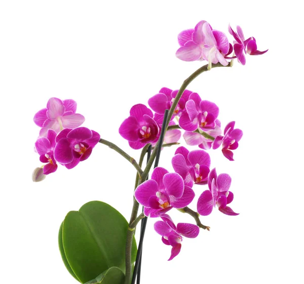 Красивый тропический цветок орхидеи на белом фоне — стоковое фото