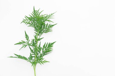 Ragweed bitki (Ambrosia cinsi) beyaz arka plan, üst görünümü. Mevsimsel alerji