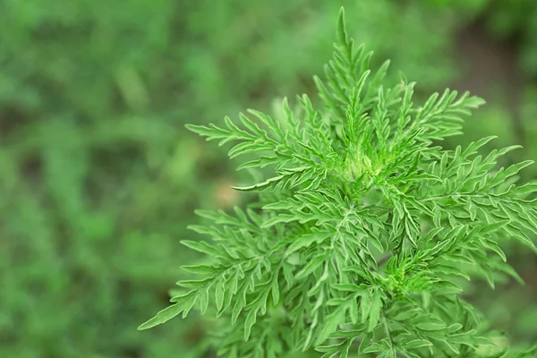 Plante sarclée (genre Ambrosia) à l'extérieur. Allergie saisonnière — Photo