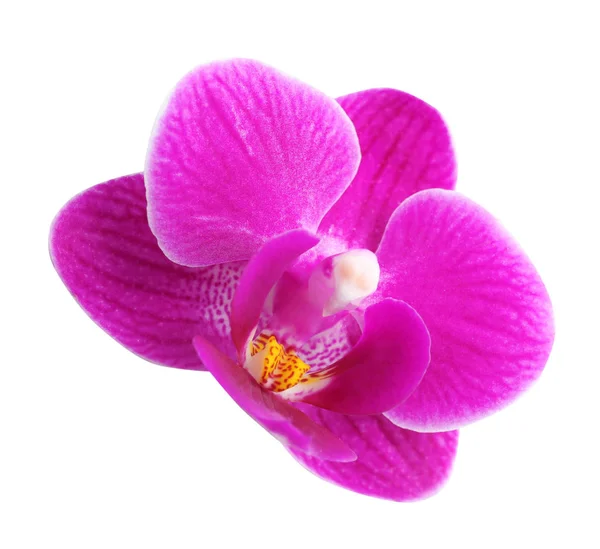 Красивый розовый цветок орхидеи на белом фоне — стоковое фото