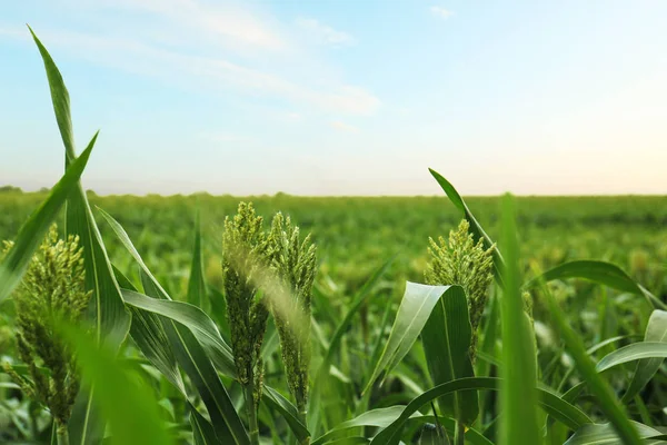 Tarlada yetişen yeşil mısır bitkileri, metin için alan. Organik tarım