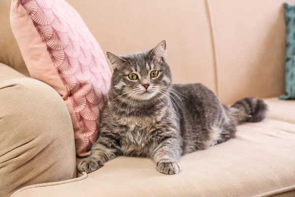 Söpö harmaa tabby kissa sohvalla. Ihana lemmikki — kuvapankkivalokuva