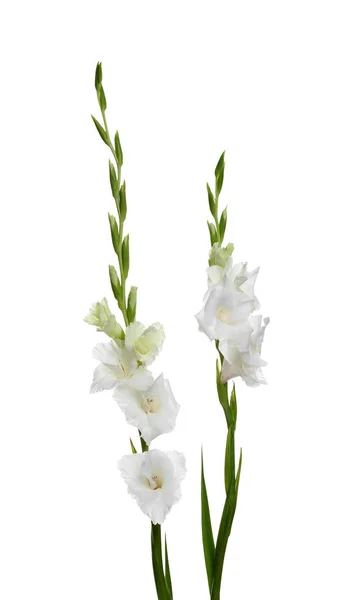 Bellissimi fiori gladiolus freschi su sfondo bianco — Foto Stock