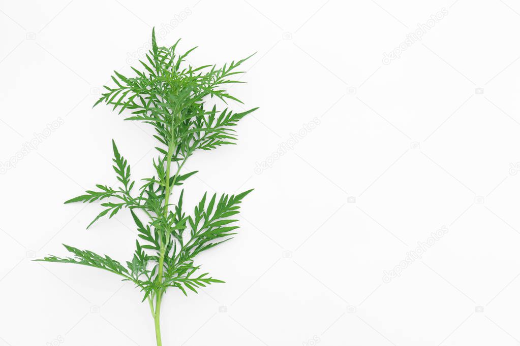 Ragweed plant (Ambrosia genus) on white background, top view. Seasonal allergy