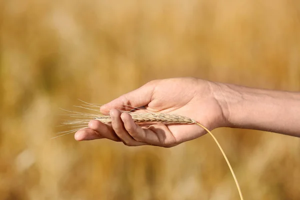 Фермер с пшеничным шипом в поле, крупным планом. Зерновые культуры — стоковое фото