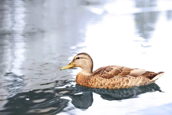 Canard brun nageant dans le lac par une journée ensoleillée — Photo