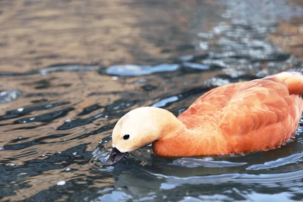 Canard brun nageant dans le lac par une journée ensoleillée — Photo