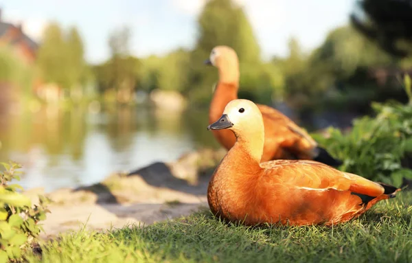 Schöne rötliche Enten auf Gras in Teichnähe, Platz für Text — Stockfoto