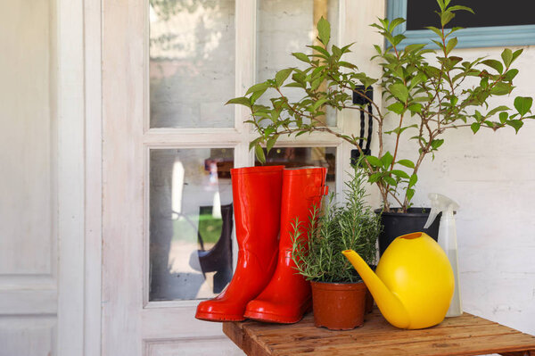 Горшечные растения, резиновые сапоги и банки для полива на деревянном столе возле дома. Садовые инструменты
