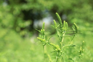 Blooming ragweed bitki (Ambrosia cinsi) açık havada, metin için alan. Mevsimsel alerji
