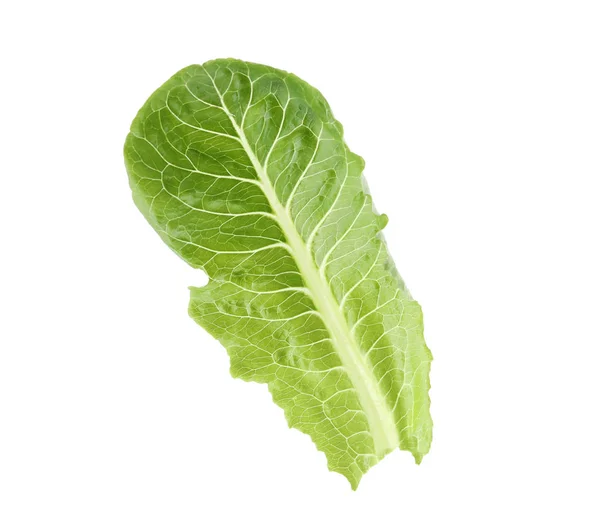 Fresh leaf of salad greens on white background — Stock Photo, Image