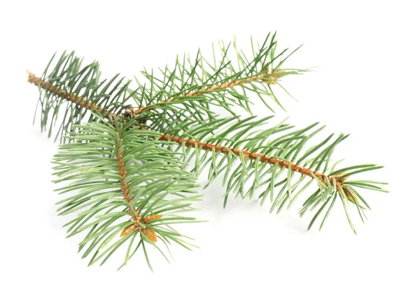 白い背景上にクリスマス ツリーの枝 — ストック写真