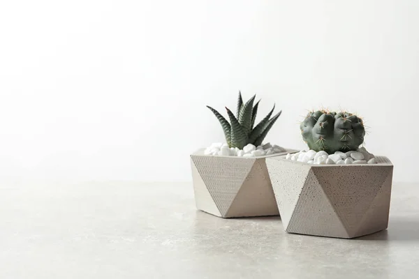 Belas plantas suculentas em vasos elegantes na mesa contra fundo branco, espaço para texto. Decoração de casa — Fotografia de Stock