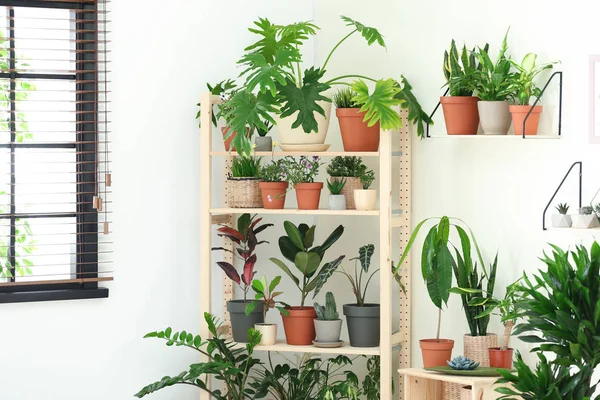 Intérieur élégant de la chambre avec différentes plantes à la maison — Photo