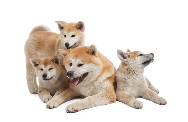 Adorável cão Akita Inu e filhotes isolados em branco — Fotografia de Stock