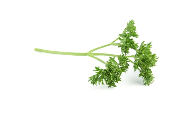 Salsa orgânica verde fresca sobre fundo branco — Fotografia de Stock