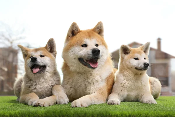 Adorable perro Akita Inu y cachorros en césped artificial cerca de la ventana —  Fotos de Stock