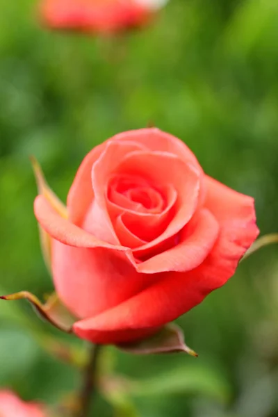 Hermosa rosa en flor en el jardín, vista de primer plano —  Fotos de Stock