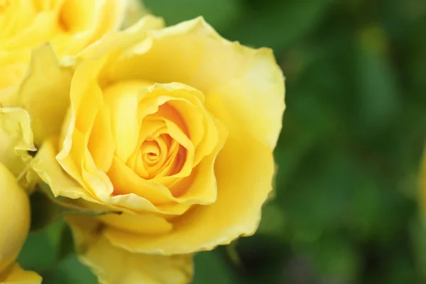 Schöne blühende Rosen im Garten an Sommertagen, Nahaufnahme. Raum für Text — Stockfoto