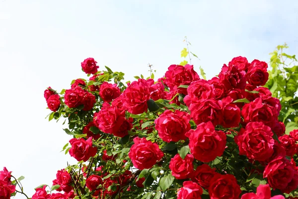 Green bush with beautiful blooming roses in garden on sunny day — Stock Photo, Image