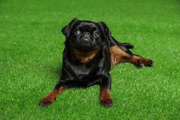 Αξιολάτρευτο μαύρο Petit Μπράνακον σκύλος που βρίσκεται σε πράσινο γρασίδι — Φωτογραφία Αρχείου