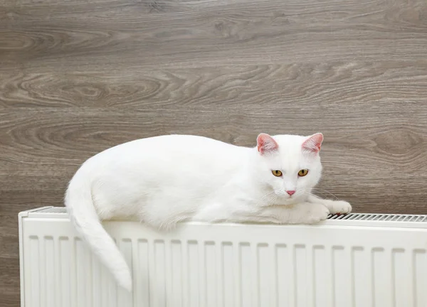 Ładny biały kot na grzejnik ogrzewania w pobliżu drewnianej ścianie — Zdjęcie stockowe