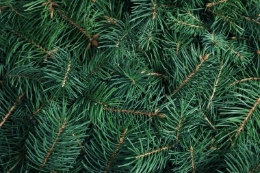 Arka plan olarak Noel ağacının dalları, closeup