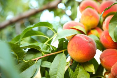 Bahçede ağaç taze olgun şeftali