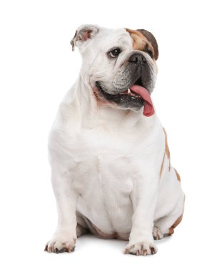 Beyaz arka planda sevimli komik İngilizce bulldog