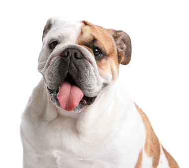 Beyaz arka planda sevimli komik İngilizce bulldog