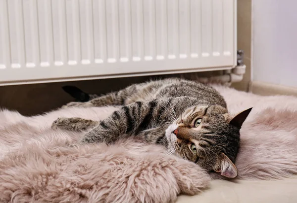 Kapalı ısıtma radyatör yakın sahte kürk halı sevimli tekir kedi