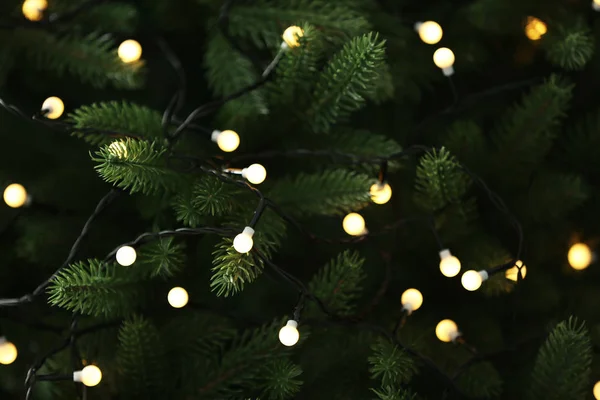 Ramas de abeto con brillante luz amarilla de Navidad como fondo —  Fotos de Stock