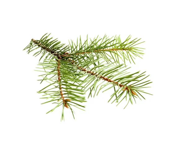 Branch of Christmas tree on white background — Stock Photo, Image