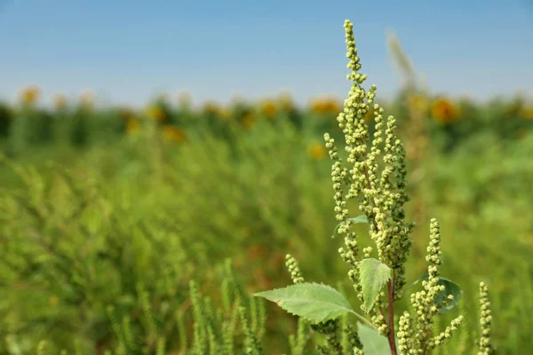 Güneşli bir günde açık havada çiçek açan ragweed bitki (Ambrosia cinsi). Mevsimsel alerji